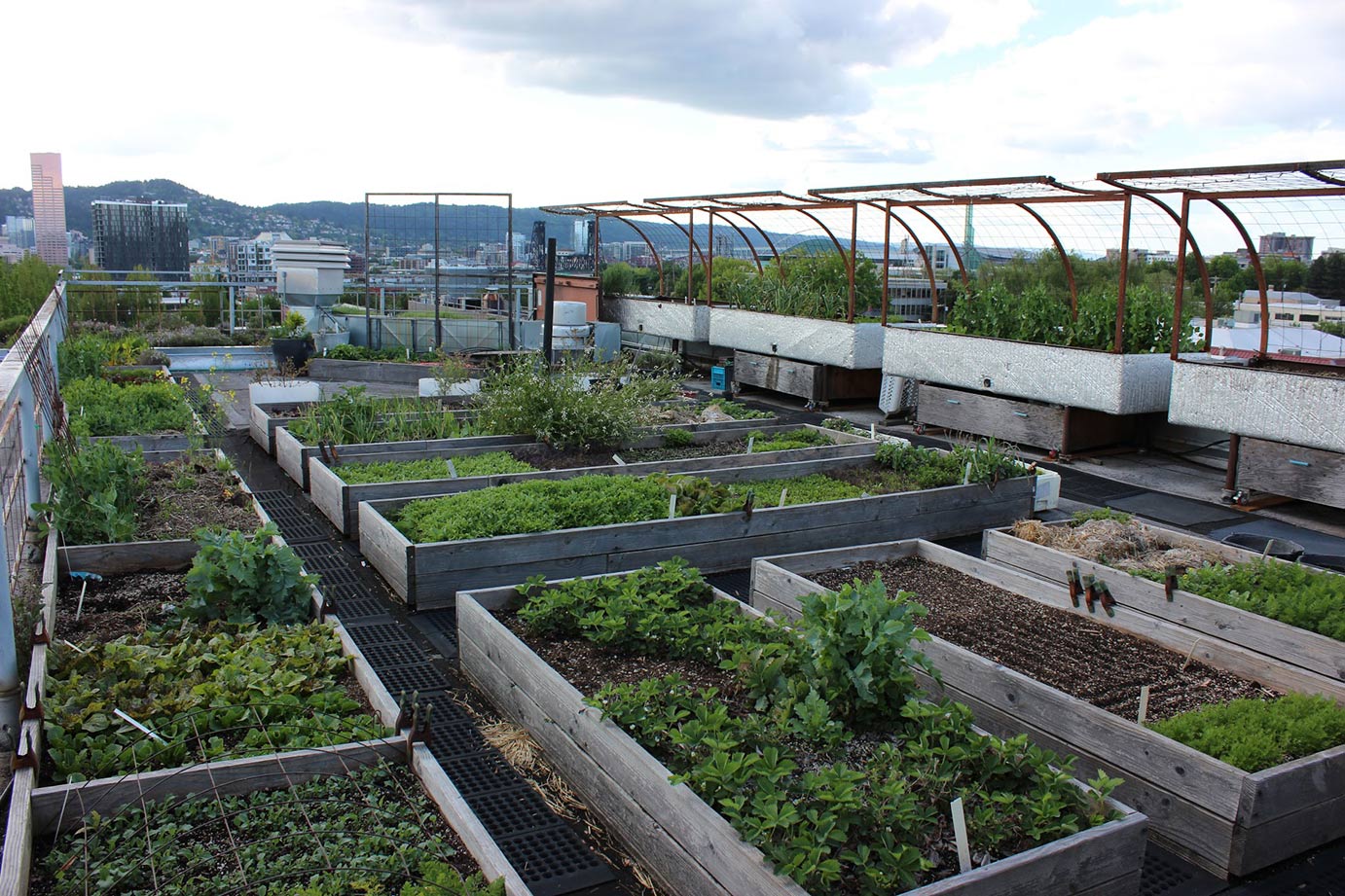 rooftop garden