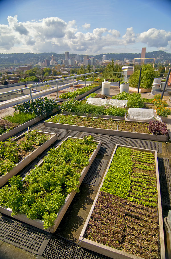 garden on the rooftop