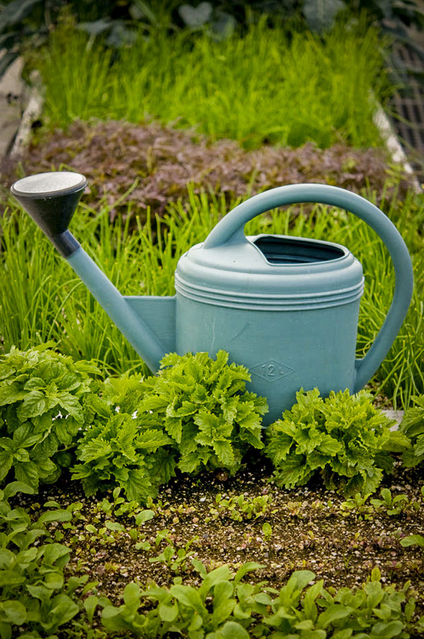 image of water bucket in the garden